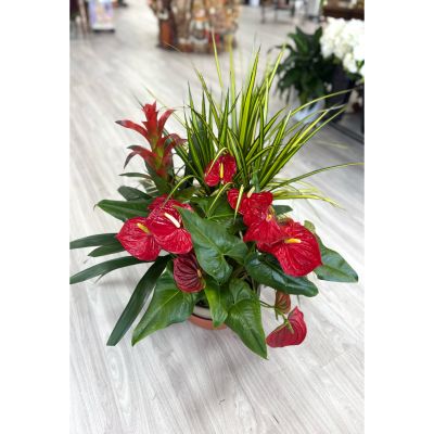 DiBella Flowers & Gifts Las Vegas - Add a burst of tropical flair to any room with this vibrant mixed plant arrangement. Featuring bold red Anthurium blooms, dramatic variegated Dracaena spikes, and the exotic charm of a red Bromeliad, this eye-catching trio creates an instant statement piece. Carefully arranged in a stylish pot, this living decor brings natural beauty and color to homes, offices, or gift occasions.

Order from Dibella Flowers for fast, reliable, same-day delivery throughout Las Vegas, Henderson, Summerlin, and the surrounding areas. Surprise, someone special, or treat yourself to the beauty of a Large  Tropical Planter right to your door! 