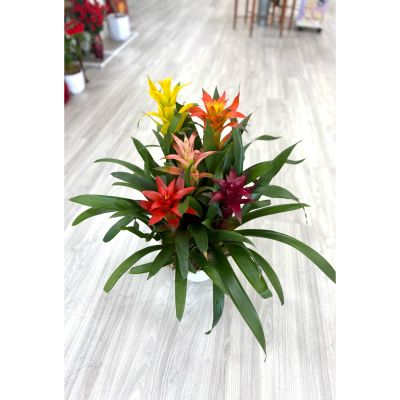 DiBella Flowers & Gifts Las Vegas - Looking for the perfect plant for any occasion? This vibrant Bromeliad mix is just what you need! With its eye-catching blooms in red, yellow, orange, pink, and burgundy, it brings joy and color to any space. Whether it’s a birthday, housewarming, thank-you gift, or just because — this tropical beauty fits every moment.
Easy to care for and long-lasting, it’s a thoughtful and cheerful gift that anyone will love!
Order from Dibella Flowers for fast, reliable same- day delivery throughout Las Vegas, Henderson, Summerlin, and the surrounding areas. Surprise someone special or treat yourself to the beauty and freshness of a Bromeliad Garden- right to your door! 