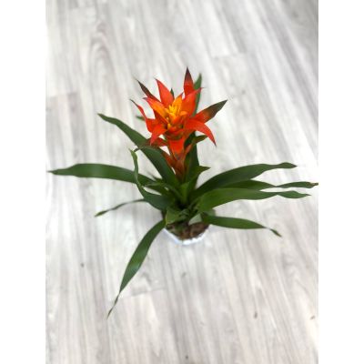 DiBella Flowers & Gifts Las Vegas - Celebrate nature’s vibrance with the Guzmania Bromeliad. Known for its vivid red-orange blooms and striking green foliage, this plant is a standout addition to any space. A perfect way to bring color and life into your home with minimal effort.
Order from DiBella Flowers for fast, reliable same-day delivery throughout Las Vegas, Henderson, Summerlin, and the surrounding areas. Surprise someone special or treat yourself to the beauty and freshness of this exotic plant- right to your door! 