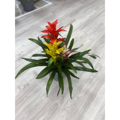 DiBella Flowers & Gifts Las Vegas - Add a splash of tropical color to your space with our Vibrant Bromeliad Trio. This stunning arrangement features three bromeliads in bold shades of color. Beautifully contrasted by lush green foliage. Perfect for brightening up homes, offices, or gift-giving, bromeliads are low-maintenance and thrive indoors with minimal care.
Order from DiBella Flowers for fast, reliable same- day delivery throughout Las Vegas, Henderson, Summerlin, and the surrounding areas. Surprise someone special or treat yourself to the beauty and freshness of a Bromeliad Garden- right to your door! 