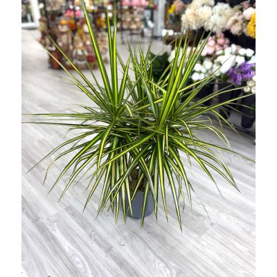 DiBella Flowers & Gifts Las Vegas - Bring bold style and vibrant greenery into your space with the Dracaena Marginata 'Lemon Lime'. Known for its striking, sword-like leaves edged in bright lime green and yellow, this eye-catching plant adds a touch of the tropics to any home or office. Easy to care for and perfect for beginners, it thrives in indirect light and requires minimal watering—making it as low-maintenance as it is beautiful.
Order from DiBella Flowers for fast, reliable same- day delivery throughout Las Vegas, Henderson, Summerlin, and the surrounding areas. Surprise someone special or treat yourself to the beauty and freshness of a Dracaena Plant right to your door!