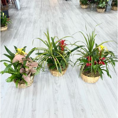 DiBella Flowers & Gifts Las Vegas - Perfect for any occasion, this beautiful basket combines the lush greenery of a peace lily with the vibrant colors of red anthurium and a striking pink bromeliad. Whether you’re celebrating a birthday, sending well wishes, or simply brightening someone’s day, this tropical arrangement delivers beauty and warmth every time.
Low maintenance and long-lasting, it’s a thoughtful gift that speaks from the heart — no matter the moment.
Order from DiBella Flowers for fast, reliable same- day delivery throughout Las Vegas, Henderson, Summerlin, and the surrounding areas. Surprise someone special or treat yourself to the beauty and freshness of a tropical garden- right to your door!  *INCLUDES ONE PLANT- COLOR MAY VARY
