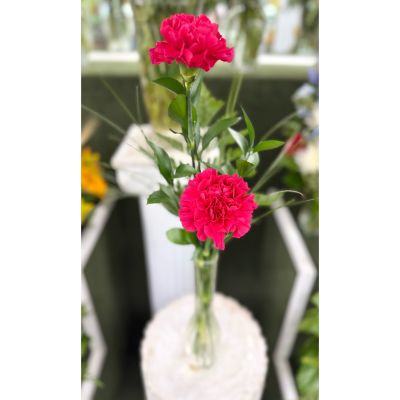 DiBella Flowers & Gifts Las Vegas - Double Carnation Budvase Arrangement In the Cooler