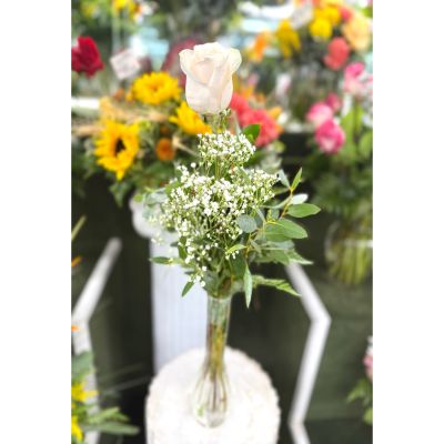 DiBella Flowers & Gifts Las Vegas - Single White Rose Budvase In the Cooler