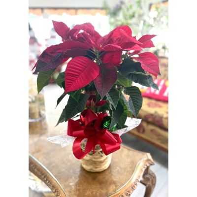 DiBella Flowers & Gifts Las Vegas - Bring classic holiday beauty into your home with this stunning 6-inch Holiday Poinsettia. Featuring lush, deep-green foliage and bright, velvety bracts in vibrant seasonal colors, this poinsettia adds warmth and cheer to any space. Perfect for tabletops, entryways, offices, and gift-giving, its compact size makes it a versatile and elegant accent for your holiday décor. Available for same day delivery at DiBella Flowers & Gifts. 