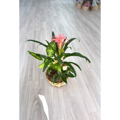 DiBella Flowers & Gifts Las Vegas - Perfect for any occasion, this beautiful basket combines the lush greenery of a peace lily with the vibrant colors of red anthurium and a striking pink bromeliad. Whether you’re celebrating a birthday, sending well wishes, or simply brightening someone’s day, this tropical arrangement delivers beauty and warmth every time.
Low maintenance and long-lasting, it’s a thoughtful gift that speaks from the heart — no matter the moment.
Order from DiBella Flowers for fast, reliable same- day delivery throughout Las Vegas, Henderson, Summerlin, and the surrounding areas. Surprise someone special or treat yourself to the beauty and freshness of a tropical garden- right to your door! 