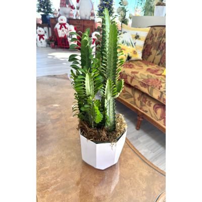 DiBella Flowers & Gifts Las Vegas - Euphorbia Cactus 