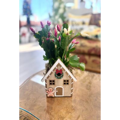 Gingerbread House Christmas Cactus  Addon
