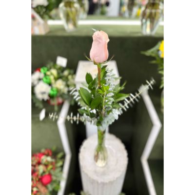 DiBella Flowers & Gifts Las Vegas - Single Baby Pink Rose Budvase In the Cooler