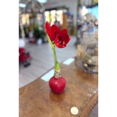 DiBella Flowers & Gifts Las Vegas - Amaryllis Double Bloom
A classic holiday plant, this red Amaryllis bulb arrives beautifully waxed and dipped for a clean, modern look with no pot for watering required. Each bulb produces a tall, sturdy stem topped with a dramatic, deep red bloom that opens over time, bringing weeks of color and seasonal cheer. Simply place it in a bright spot and enjoy as it grows and flowers on its own. Perfect for desks, countertops, gift giving, or anyone who loves plants but not maintenance.