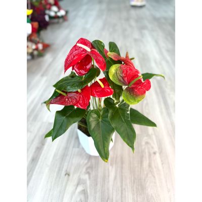DiBella Flowers & Gifts Las Vegas - Add a bold pop of color to any space with this stunning Red Anthurium plant. Featuring glossy, heart-shaped green leaves and vibrant red blooms with elegant white spadices, this plant offers long-lasting beauty and modern appeal. Styled in a sleek white ceramic container, it’s perfect for desks, countertops, or as a thoughtful gift. Easy to care for and known for its durability, the anthurium brings warmth and sophistication to homes or offices alike.