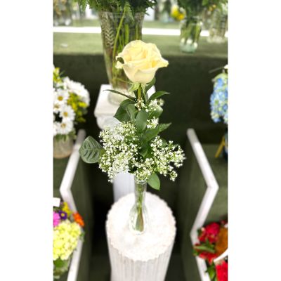 DiBella Flowers & Gifts Las Vegas - Single White Rose Budvase In the Cooler