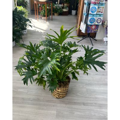DiBella Flowers & Gifts Las Vegas - Beautiful large and easy care look at a split philodendron in basket. Basket type may vary.