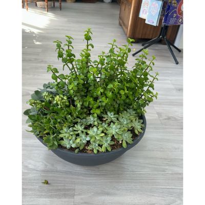 DiBella Flowers & Gifts Las Vegas - Beautiful, full large, big succulent bowl