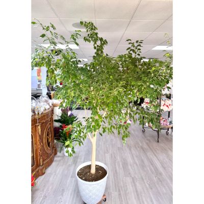 DiBella Flowers & Gifts Las Vegas - Bring bold, natural beauty into your space with our stunning Ficus Tree from Dibella Flowers. This gorgeous statement plant features lush, glossy green leaves and an impressively tall, full shape that instantly elevates any room. Its size makes it perfect for filling empty corners, brightening entryways, or adding a fresh, modern touch to offices and living spaces.

Not only is it beautiful, but it’s also wonderfully easy to care for — thriving in bright, indirect light with simple watering and minimal maintenance. Whether you’re gifting it or keeping it for yourself, this large Ficus Tree is a timeless piece that brings life, warmth, and elegance wherever it stands.