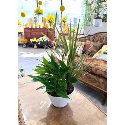 DiBella Flowers & Gifts Las Vegas - Our Potted Planter Garden from Dibella Flowers is a beautiful blend of lush greenery and elegant blooms, thoughtfully designed to bring life and texture into any space. Featuring rich, glossy green foliage, tall architectural grasses, and delicate flowering accents in soft pinks and whites, this garden creates a stunning balance of height, color, and fullness. Plant varieties and containers may vary based on availability.