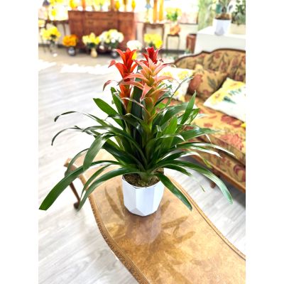 DiBella Flowers & Gifts Las Vegas - Add a splash of tropical color to your space with our Vibrant Bromeliad Trio. This stunning arrangement features three bromeliads in bold shades of color. Beautifully contrasted by lush green foliage. Perfect for brightening up homes, offices, or gift-giving, bromeliads are low-maintenance and thrive indoors with minimal care.
Order from DiBella Flowers for fast, reliable same- day delivery throughout Las Vegas, Henderson, Summerlin, and the surrounding areas. Surprise someone special or treat yourself to the beauty and freshness of a Bromeliad Garden- right to your door! 