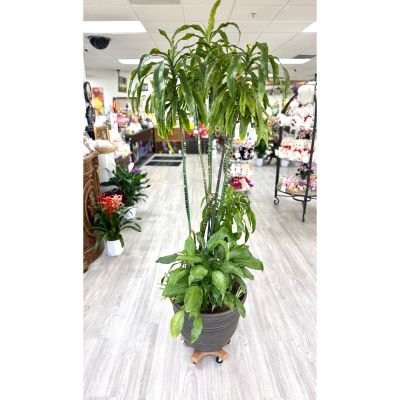 DiBella Flowers & Gifts Las Vegas - Make a dramatic statement in any home, office, or event space with our impressive Large Corn Plant, elegantly paired with spider plants and vibrant anthurium in a spacious dark brown container. Standing over 6 feet tall, this striking arrangement brings lush greenery and a pop of color to any setting, making it a perfect gift for grand openings, celebrations, or simply to elevate your decor.
Order from DiBella Flowers for fast, reliable same-day delivery throughout Las Vegas, Henderson, Summerlin, and the surrounding areas. Surprise someone special or transform your own space with the lasting beauty and grandeur of this remarkable plant arrangement—delivered fresh and ready to impress!