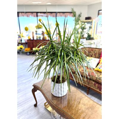 DiBella Flowers & Gifts Las Vegas - Bring effortless elegance into any space with our Dracaena Potted Tree. With its striking variegated leaves edged in fresh green and golden tones, this beauty adds height, texture, and a modern tropical feel to your home or office. Its graceful, arching foliage creates a full, lush look while maintaining a clean, sculptural shape.

Perfect for brightening corners, entryways, or living areas, this dracaena is not only gorgeous but wonderfully easy to care for — making it a timeless favorite for both seasoned plant lovers and beginners alike. Styled in a classic wave ceramic planter, it’s a statement piece that brings life, warmth, and sophistication to any setting.