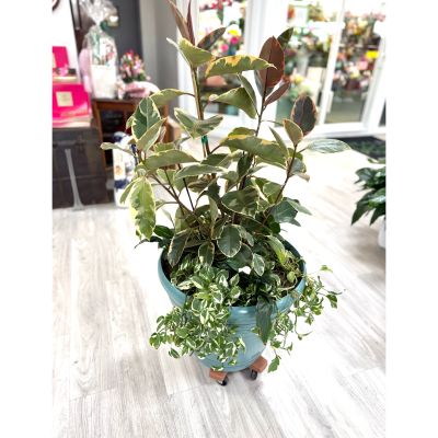 DiBella Flowers & Gifts Las Vegas - Make a bold statement with our Large Rubber Tree Plant, a stunning addition to any home or office. Known for its glossy, deep green leaves and impressive height, this plant brings a touch of modern elegance and vibrant greenery to your space. Easy to care for and adaptable to a variety of indoor environments, the rubber tree is a favorite for plant enthusiasts and beginners alike.

Perfect as a housewarming gift, office upgrade, or to simply add fresh style to your décor, this large rubber tree is delivered in a decorative pot and stands out as a centerpiece in any room.
Order from DiBella Flowers for fast, reliable same-day delivery throughout Las Vegas, Henderson, Summerlin, and the surrounding areas. With limited availability, don’t miss your chance to bring home this beautiful, long-lasting plant—delivered fresh and ready to thrive!