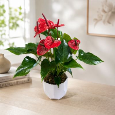 DiBella Flowers & Gifts Las Vegas - Bring a touch of tropical elegance with a 6-inch Red Anthurium in a white base, available for same-day flower delivery. Contact us to order this vibrant and sophisticated plant, perfect for adding a pop of color and unique beauty to any setting. Surprise someone special with the charm of a Red Anthurium, conveniently delivered on the same day for a timely and thoughtful gift.