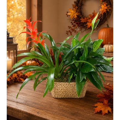 DiBella Flowers & Gifts Las Vegas - Double Plant Basket 