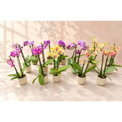 DiBella Flowers & Gifts Las Vegas - Small plant, big charm! Our Mini Assorted Orchid Plants bring a little elegance to desks, bedside tables, and those cozy corners that could use something pretty. Each comes in a decorative pot, making it a sweet pick for birthdays, thank-yous, housewarmings, or a well-deserved treat for yourself.
From DiBella Flowers and Gifts in Las Vegas, these petite beauties prove a thoughtful gift doesn’t need to take up much room. Each plant is sold individually. Orchid colors and containers may vary based on availability.