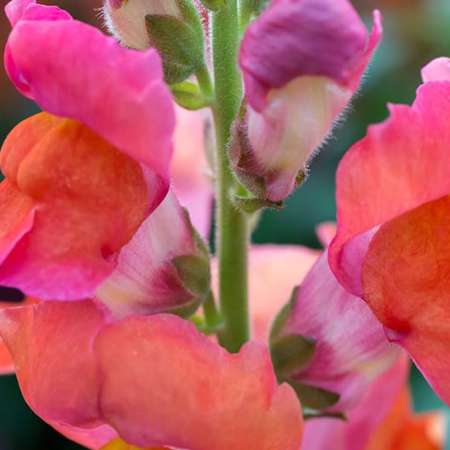 spring-flowers-that-make-your-house-feel-less-like-winter-already