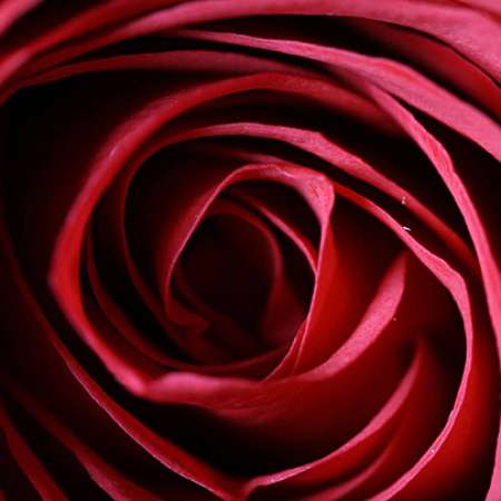 why-red-roses-still-matter-for-valentines-day-and-when-to-choose-something-else