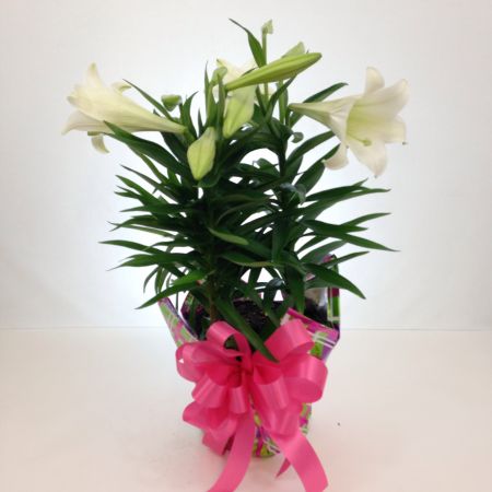 Relles Florist Sacramento - A beautiful Triple Easter Lily.  8" pot diameter. Lilium Longiflorum lily. Bulb plant. An easy to care for plant. After it is done blooming water the plant until the stems die back and then let the plant go dormant. Plant the bulbs in Fall in the garden. A morning sun location for spring blooming. Approx: 22" H X 17" W