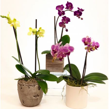 Relles Florist Sacramento - A 3" Double Phalaenopsis Orchid Plant. An easy to care for plant. Needs filtered sunlight. With proper care will bring many years of enjoyment! Approx. 14" H. Containers and colors with vary with availability. 