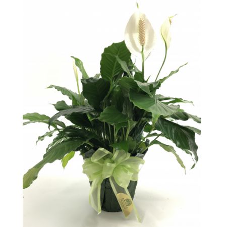 Relles Florist Sacramento - "6 Diameter pot Spathiphyllum in foil. Available baskets (extra charge). 
