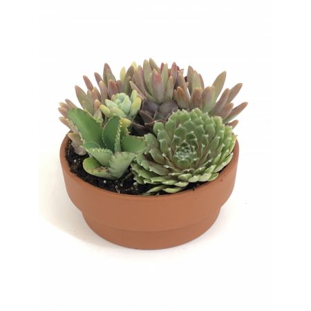 Relles Florist Sacramento - Cute little mixed succulent garden.  Approx. 5"H x 5.5"W