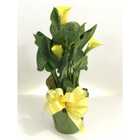 Relles Florist Sacramento - Approx. 20"H x 7"W - Assorted colors.  Please call us if you are looking for a specific color.