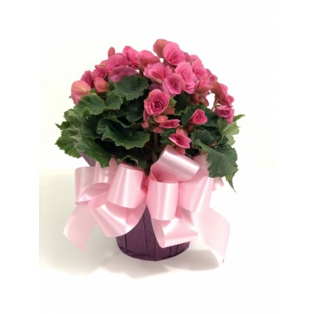 Relles Florist Sacramento - Approx. 14"H x 10"W - Assorted colors.  Please call us if you are looking for a specific color.