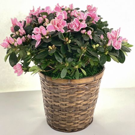 Relles Florist Sacramento - These easy-care shrubs come in so many colors it’s hard to find one that doesn’t suit your needs. Azaleas can be grown in nearly any garden, instantly adding interest and color to drab areas.
Azaleas have shallow roots and require a well-drained, acidic soil. Comes wrapped in foil or arranged in the container of your choice. <br> 15" h x 12" w