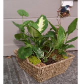 Superior Florist Ltd New York - A dish garden.