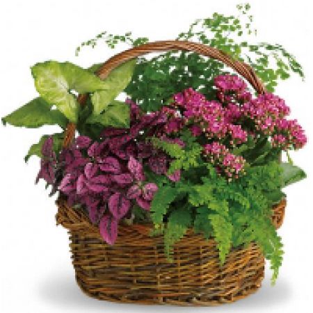 Superior Florist Ltd New York - An elegent dish garden to breath life into the room.