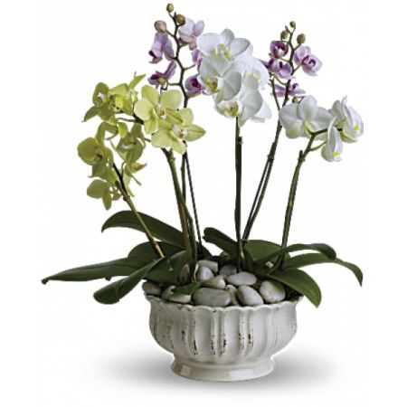 Superior Florist Ltd New York - A beautiful planter of multi-stem phalaenopsis orchids. 