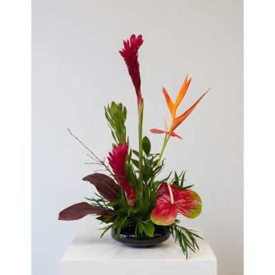Uptown Blossoms Anchorage - Bring the vibrant energy of a sun-drenched paradise into any space with 'Uptown Tropical'.
This stunning arrangement features bold red ginger, cheerful anthuriums, and exotic birds of paradise, artfully combined with lush tropical foliage.
A modern masterpiece, it’s perfect for celebrating life’s special moments or simply adding a touch of exotic beauty to your home.
Send a captivating gift that speaks volumes – a truly unforgettable expression of warmth and joy with these beautiful tropical flowers.