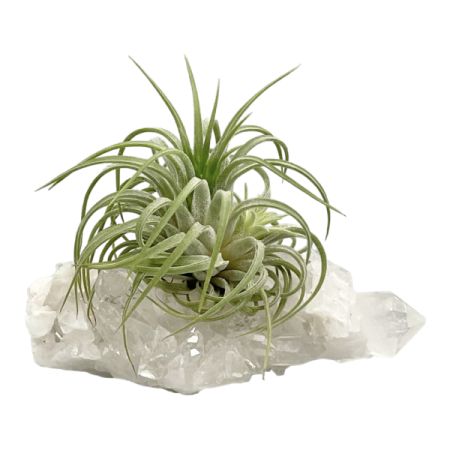 Hilly Fields Florist  Tallahassee - Named after the greek goddess of the moon (selene), this crystal glows like the moon in front of light, bringing out the beauty of the live air plant adhered to it. Let your radiance bathe over the darkest of nights.
Product features:
✦1 - 2 inch live air plant (tillandsia ionantha)
✦1 - 2  inch selenite crystal 
✦crystal meaning card