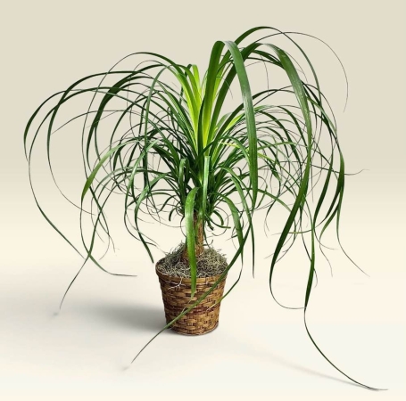 Hilly Fields Florist  Tallahassee - Bring a touch of desert chic into your home with our stunning Ponytail Palm arrangement. More than just a plant this is a statement piece – a sculptural beauty featuring a lush cascading 'ponytail' of vibrant green leaves atop a uniquely textured bulbous trunk. Imagine this graceful arrangement brightening a sun-drenched living room adding a touch of relaxed elegance to your office or as a truly unforgettable gift for someone special. The Ponytail Palm evokes a sense of tranquility and resilience symbolizing good luck and lasting friendship.  It’s remarkably easy to care for needing minimal watering making it perfect for both seasoned plant parents and beginners alike.  This isn't simply a purchase; it's an invitation to introduce a piece of the Southwest's captivating beauty into your everyday life.
