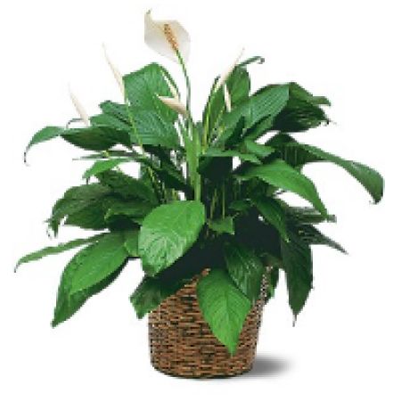 Boulder City Florist Boulder City - The Spathiphyllum is a long lasting indoor green plant that occasionally blooms with delicate white flowers.  Only LARGE in stock white plastic container
