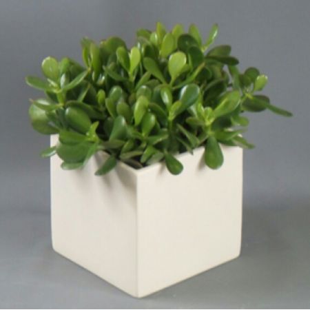 Bouquets Denver - Introducing the Jade Plant, presented in a 6" diameter pot (or 8" for deluxe) and nestled within a stylish ceramic container. Embrace the beauty of this resilient and elegant succulent, perfect for adding a touch of greenery to any space. Containers vary from week to week, ensuring a unique and stylish presentation with each delivery. Enjoy the convenience of same-day delivery, allowing you to instantly elevate your home or surprise someone special with this charming plant. Elevate your decor with the timeless allure of the Jade Plant, known for its durability and positive energy. Make a statement with this thoughtful and versatile addition to your indoor greenery collection. Delight in the simplicity and sophistication of the Jade Plant, an enduring symbol of prosperity and well-being.







