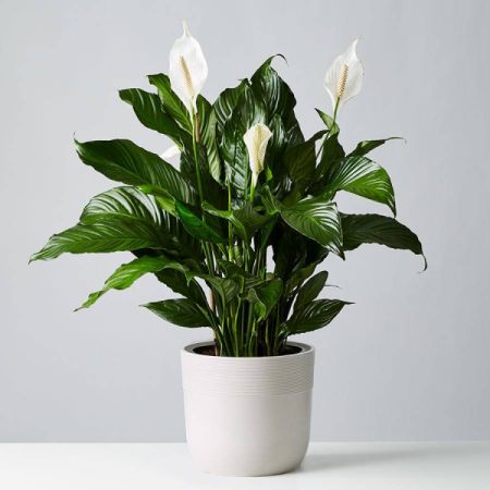 Bouquets Denver - Have you met the elegant and Zen-like Spathiphyllum plant? It is easy-care, and presented in a quality pot cover. Optionally, add a bow to enhance its visual appeal upon request. The container color and shape will vary depending on availability on the day of delivery. Enjoy the convenience of same-day plant delivery, ensuring this enduring and graceful plant promptly becomes a part of your space. Elevate your surroundings with the timeless beauty of the Spathiphyllum, known for its air-purifying qualities. Make a statement with a touch of greenery that adapts to any decor style. Delight in the simplicity and versatility of this plant, a perfect addition to enhance your home or as a thoughtful gift for someone special or in need of comfort.
