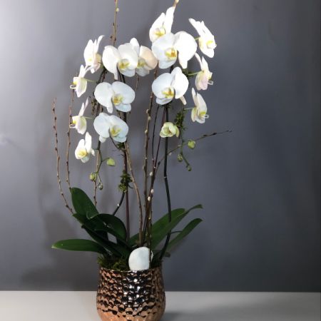 Bouquets Denver - Graceful waterfall-trained Phalaenopsis double-stem orchid plant in a premium ceramic or glass container. Accented with lush green moss and branches.  6" diameter cover pot style will vary with market availability and season.