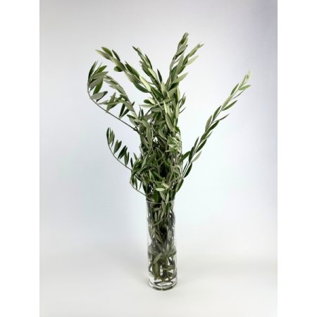 Whs Olive Foliage - Bu