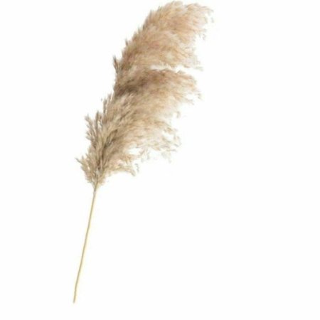 Whs Pampas Grass - 5st/Bunch